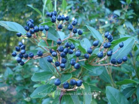 Viburnum tinus 'Spring Bouquet'