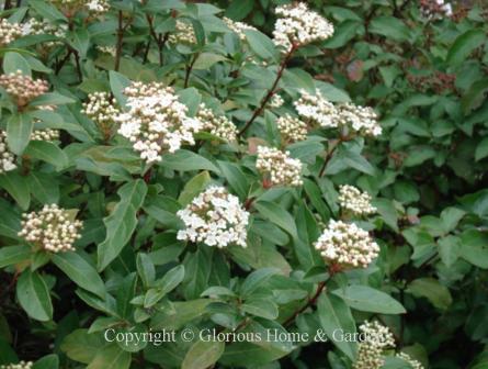 Viburnum tinus 'Spring Bouquet'