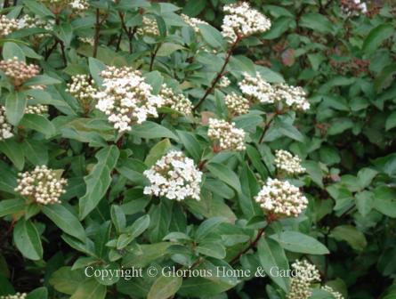 Viburnum tinus 'Spring Bouquet'