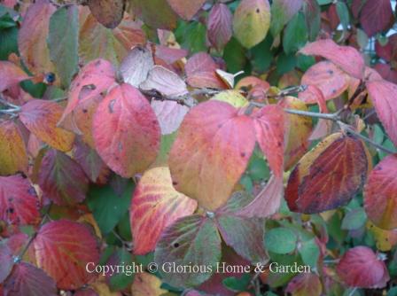 Viburnum x juddii displays brilliant fall color in shades of yellow, orange, red and burgundy.
