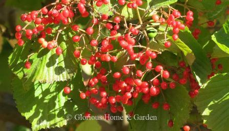 Viburnum x 'Oneida'