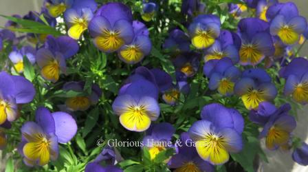 Viola cornuta Sorbet XP 'Morpho' is a blue and yellow viola.