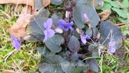 Viola labradorica