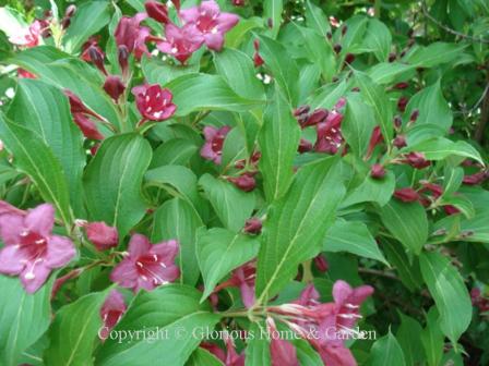 Weigela florida 'Champagne and Strawberries' has pinkish-red flowers and green leaves with a bit of wave to them.