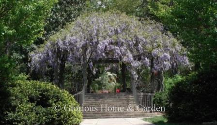 Wisteria arbor at Sarah P. Duke Gardens, Durham, N.C.