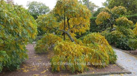 Wisteria floribunda 'Geisha,' Japanese wisteria, displaying it lovely yellow fall color.