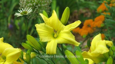 Daylilies in a summer border mixed with coneflowers, butterfly weed and salvia.  'Winning Ways' is shown.
