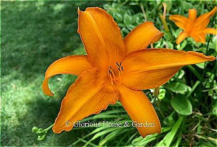 Hemerocallis 'Cressida' is a bright orange daylily that seems to glow from within--makes a real impact in the garden.