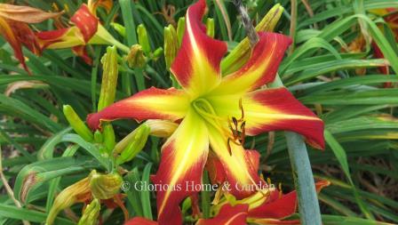 Hemerocallis ‘Thin Man’ is an outstanding spider-type daylily with narrow reflexed petals and tepals in bright red with yellow center, yellow midrib and edges.  Very cool, and very eye-catching.  Evergreen, mid-season, reblooms.