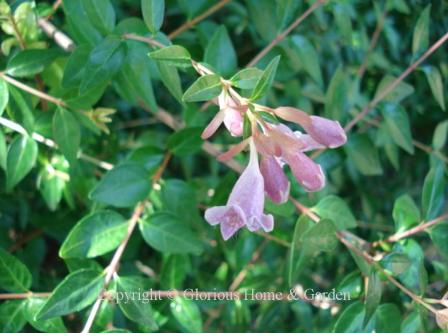 Abelia grandiflora 'Little Richard'