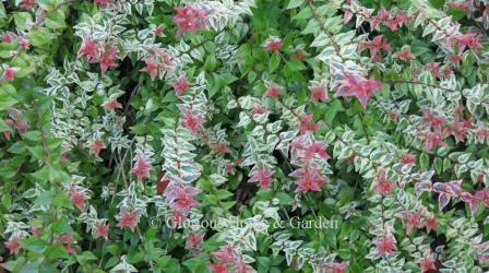 Abelia x grandiflora 'Mardi Gras' is a compact shrub with variegated green, white and rose leave and pink flowers.