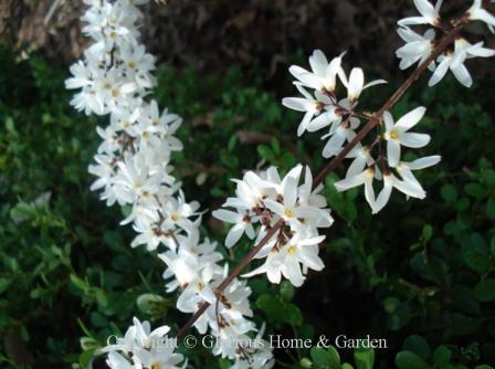 Abeliophyllum distichum, Korean abelialeaf.  This white flowering shrub is often mistaken for a white blooming forsythia, and often blooms along with it from late winter into early spring depending on location.