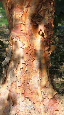 Acer griseum bark