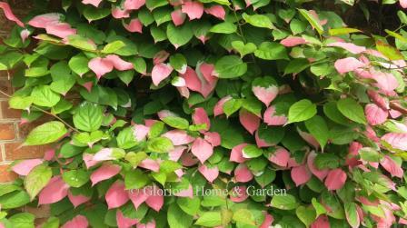 Actinidia kolomitka is a showy climbing vine grown mainly for its variegated leaves which on new growth is pink or sometimes white on the tips and my extend to the whole leaf.