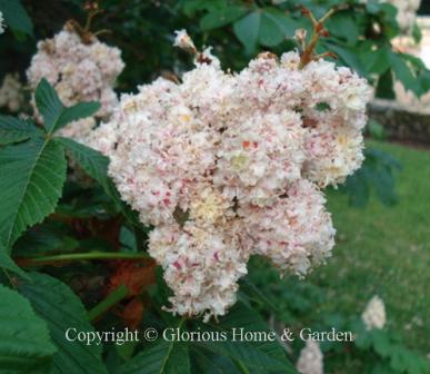 Aesculus hippocastanum