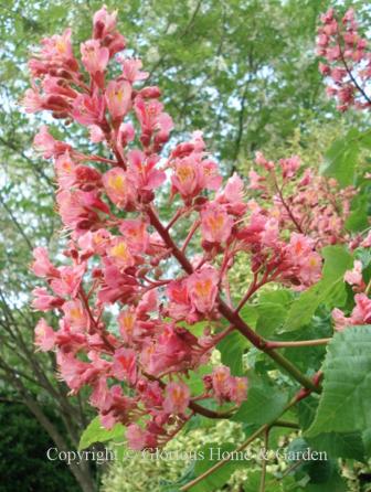 Aesculus X carnea