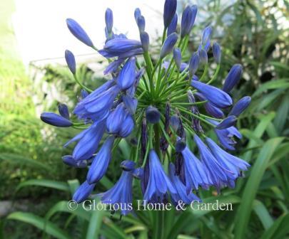 Agapanthus africanus has some of the best blues for the summer garden.  Grow in beds or containers in a sunny location.