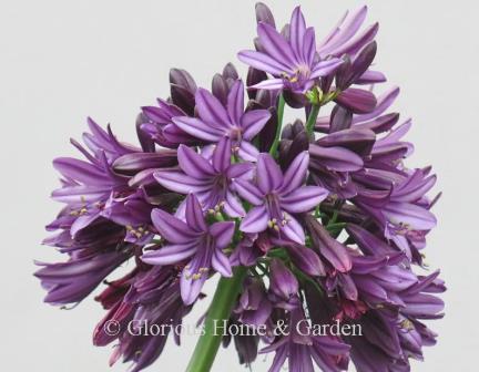 Agapanthus 'Blackjack™' is a lovely deep purple.  Winner of the Plant of the Year at the 2023 Chelsea Flower Show