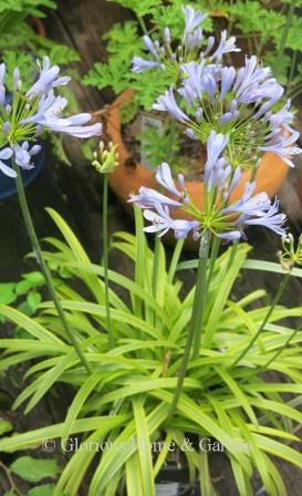 Agapanthus 'Neverland' is an exciting Lily-of-the-Nile because of its variegated green and gold foliage contrasted with lovely sky blue flowers.