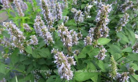 Agastache 'Blue Fortune'