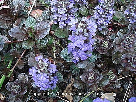 Ajuga reptans 'Black Scallop'