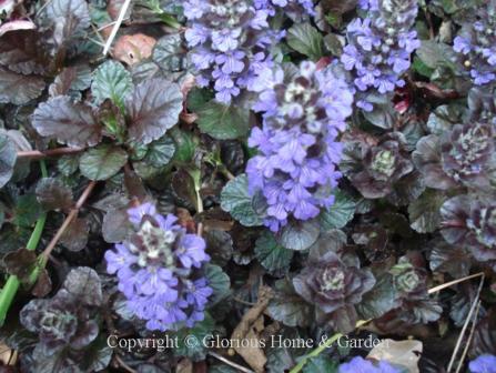 Ajuga reptans 'Black Scallop'