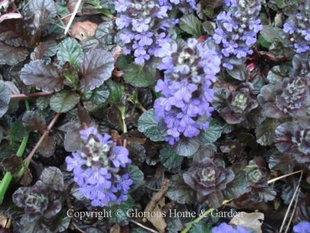 Ajuga reptans 'Black Scallop' has very dark purple, almost black, leaves and blue flowers in spring.