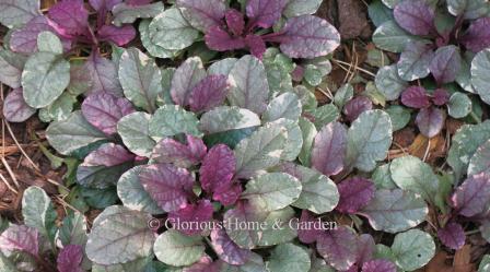 Ajuga reptans 'Burgundy Glow'