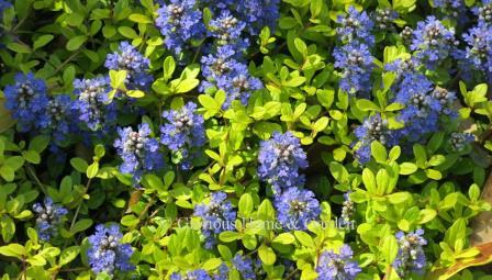 Ajuga tenorei 'Cordial Canary' has small bright yellow leaves and purple flowers is part of the Feathered  Friends™ series.