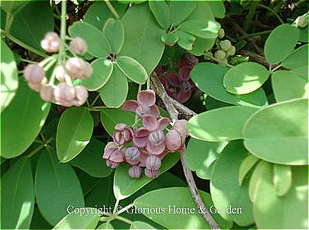 Akebia quinata. Fiveleaf akebia is only evergreen in its warmer zones and then may only be semi-evergreen except in mild winters; still it is an attractive vine with bluish-green leaves and chocolate-scented purple flowers in spring.