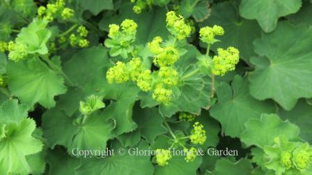 Alchemilla mollis