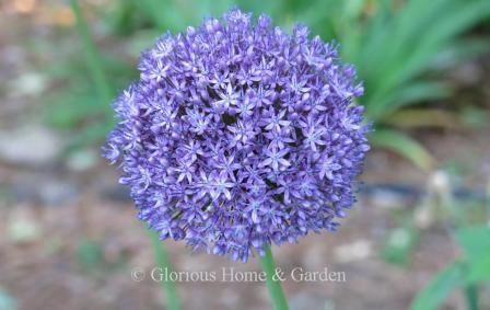Allium 'Ambassador' has large heads of tightly packed deep purple florets.