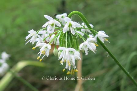 Allium cernuum