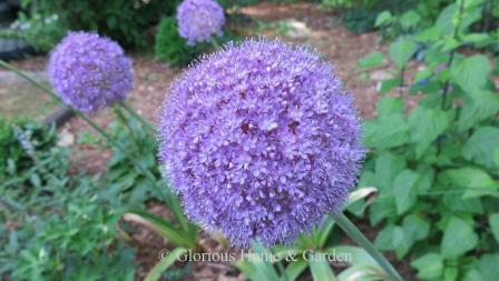 Allium giganteum is the tallest of the ornamental onions rising to 4 to 6'.  The large globular heads of tightly-packed lavender purple are a standout in the late spring garden.