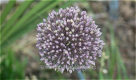 Allium 'Summer Drummer.'  Extend the allium season with this beauty which blooms in June to August (depending on location).  It will add drama to the border with its large globes (as much as 8”) of purple and white blooms while towering from 4 to 6 ft.