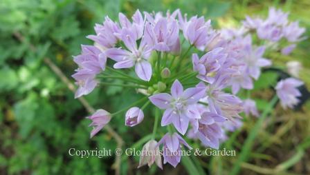 Allium unifolium Allium unifolium