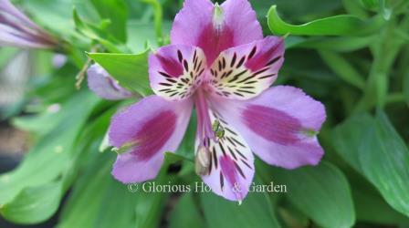 Alstroemeria 'Colorita Mulan'