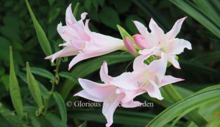 X Amarcrinum 'Fred Howard' is a crinodonna cultivar is pale pink fragrant flowers that reblooms until frost.