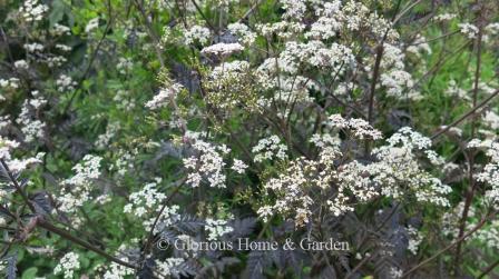 Anthriscus sylvestris 'Ravenswing'