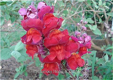 Antirrhinum majus (snapdragon) 'Aromas Red Spice' is a rich red that adds drama to the garden.