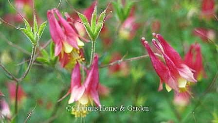 Aquilegia canadensis