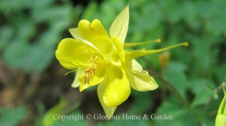 Aquilegia chrysantha