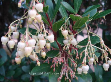 Arbutus unedo