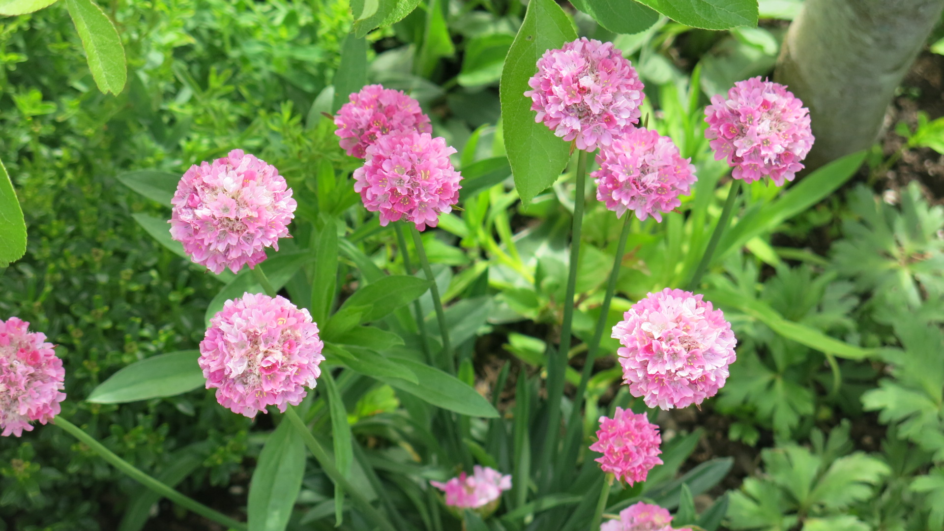 Armeria maritima