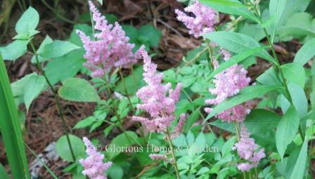 Astilbe chinensis 'Vision in Pink'