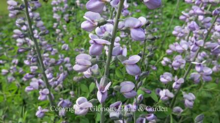 Baptisia Purple Smoke