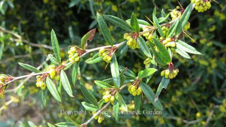 Berberis julianae 'Spring Glory'