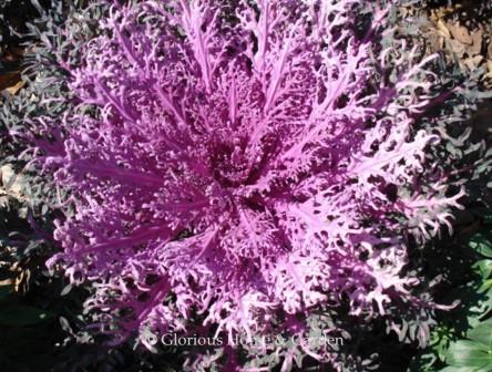 Brassica oleracea acephala Peacock™ 'Red' flowering kale