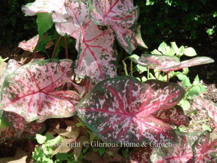 Caladium 'Carolyn Whorton'