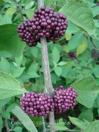 Callicarpa acuminata